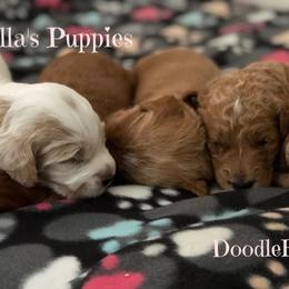 Goldendoodle and Labradoodle Puppies from Doodle Ranch