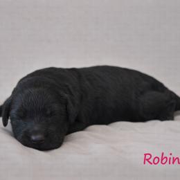 Robin Buckley - Black female Bernedoodle puppy in Bennett, Colorado from Darling Paws Bernedoodles, LLC