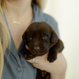 Hershey - Chocolate male Labrador Retriever puppy in Allons, Tennessee from UC Labradors LLC