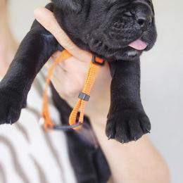 Ms. Orange   Northgold Eternity - Black female Cane Corso puppy in Palm Coast, Florida from Northgold Cane Corso