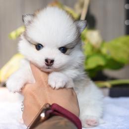 Bitsy - White female Pomsky puppy in Coos Bay, Oregon from Ocean View Pomskies