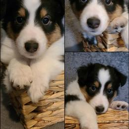 Shetland Sheepdog Puppies from Henotic Homestead