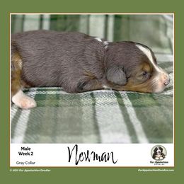 NEWMAN (Gray Collar) - Blue merle male Aussiedoodle puppy in Branchland, West Virginia from Our Appalachian Doodles