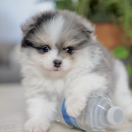 Mojo - Black parti male Pomeranian puppy in Santa Clarita, California from Hollywood Mini Pets