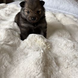 Pomeranian Puppies from Fam. Pomerania