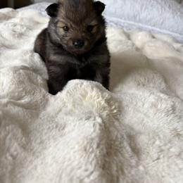 Pomeranian Puppies from Fam. Pomerania