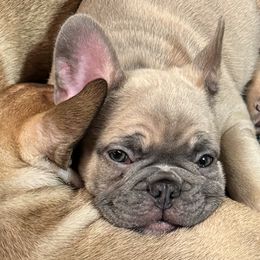 Gus - 4 week photo - French Bulldog puppy from Dirty Paws Breeding