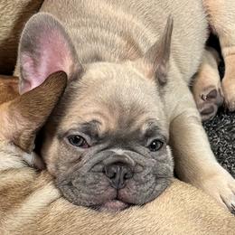 Gus - 4 week photo - French Bulldog puppy from Dirty Paws Breeding