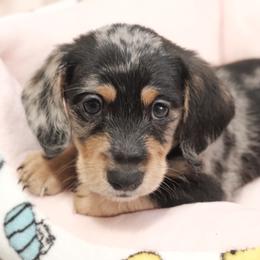 Chip - Dapple male Dachshund puppy in Lady Lake, Florida from Mimis dainty daxis