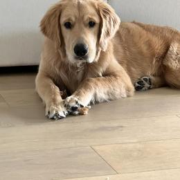 Goldendoodle and Golden Retriever All Grown Up from The Farm at Saluda Ridge