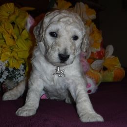 Poodle Puppies from Painted Sunset Kennels