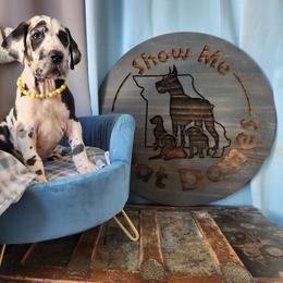 Yellow Collar - Harlequin Great Dane puppy in Alton, Illinois from Show Me Great Danes