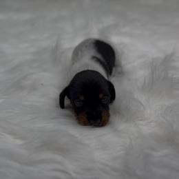 Black and Tan Piebald Wirehair Female - Black and tan female Dachshund puppy in Killeen, Texas from Southern Dachshunds