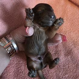 Shaded red male - Red male Dachshund puppy in Pueblo, Colorado from HotDachs