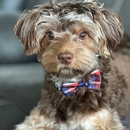 Koda - Yorkshire Terrier