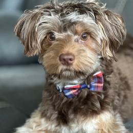 Koda - Yorkshire Terrier
