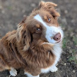 Maddi - Australian Shepherd