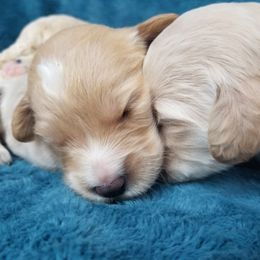 Goldendoodle Puppies from Masondixondoodles