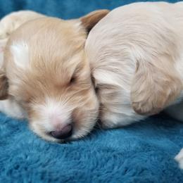 Goldendoodle Puppies from Masondixondoodles
