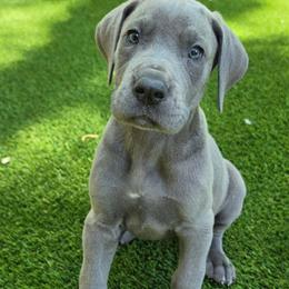 Willow - Blue female Great Dane puppy in Kannapolis, North Carolina from Carolina Great Danes & Toy Poodles