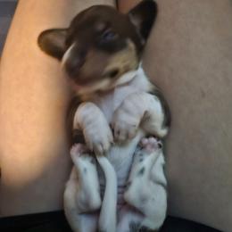 Diamond - Piebald female Dachshund puppy in Neola, Iowa from Eiram Dachshunds