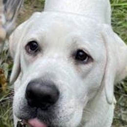 Labrador Retrievers from True Grit Kennels
