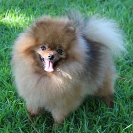 Pomeranian All Grown Up from Royal Tee Poms