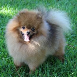 Pomeranian All Grown Up from Royal Tee Poms
