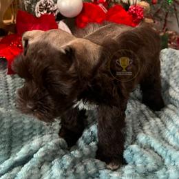 Trace - Salt and pepper male Miniature Schnauzer puppy in Big Point, Mississippi from Lorraine's Miniature Schnauzers