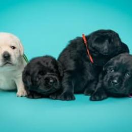 Labrador Retriever puppies from Freedom Ranch Labs
