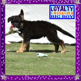 LOYALTY - Black and red male German Shepherd puppy in Murrieta, California from Diamond Oaks German Shepherds