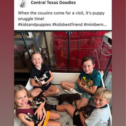 Girl 1 - Tri-color female Bernedoodle puppy in Austin, Texas from Central Texas Doodles