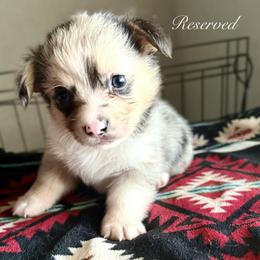 American Corgi Puppies from 5H Corgis
