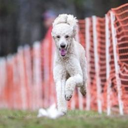 Poodles from Resolute Poodles