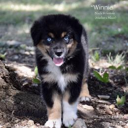 Winnie - Black tri female Miniature Australian Shepherd puppy in Evant, Texas from Lazy VT Bar Ranch