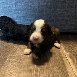 Bernedoodle and French Bulldog Puppies from Bernied00dle Love & Fr3nchi3 Love