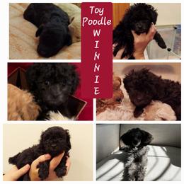 Poodle Puppies from Caboodles Of Poodles