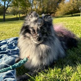 Tuffi - Pomeranian