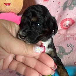 Jazmine - Phantom female Poodle puppy in Winter Haven, Florida from Herdez’s Poodles