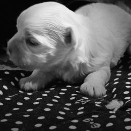Maltese Puppies from PBJ Farms