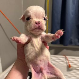 Boy 3 - White male Boxer puppy in Spokane, Washington from Rose’s Supercharged Boxers