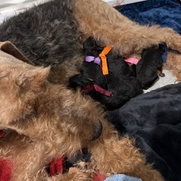 Pink - Black and tan female Airedale Terrier puppy in Akron, Ohio from Green Family Companion Kennel, LLC