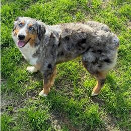 Nova - Blue merle female Australian Shepherd puppy in Clover, South Carolina from Jo’s Aussies