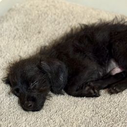 Clarke - Black male Assorted Doodle Crosses puppy in Madison, Georgia from Porchlight Puppies
