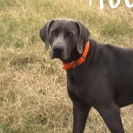 Gus - Weimaraner