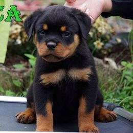 Rottweiler Puppies from Mountain High Kennels