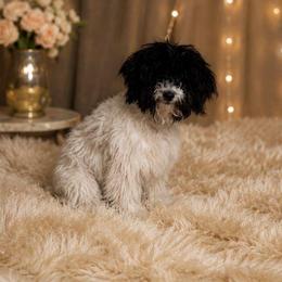 Sonya - Havanese