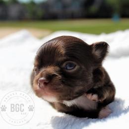Ash - Chocolate and tan male Chihuahua puppy in Forsyth, Georgia from Brooks Grove Canines LLC