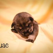 Girl 2 - Standard Schnauzer puppy in Monroe, New York from Arbor Standard Schnauzers