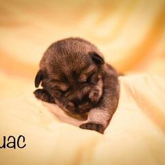 Girl 2 - Standard Schnauzer puppy in Monroe, New York from Arbor Standard Schnauzers